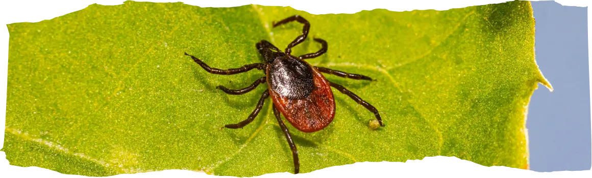 How to Get Rid of Ticks - Effective Solutions for Your Home and Yard