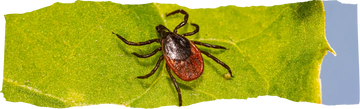 How to Get Rid of Ticks - Effective Solutions for Your Home and Yard