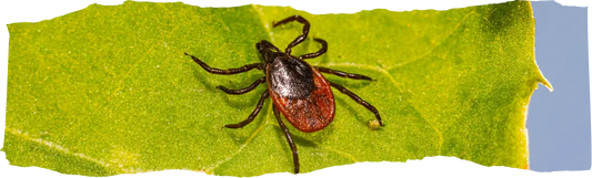 How to Get Rid of Ticks - Effective Solutions for Your Home and Yard