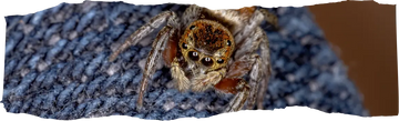 How to Keep Spiders Away - Tips for a Spider-Free Home - featured image