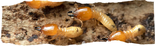 How to Kill Termites - Proactive Steps for Homeowners - blog featured image.