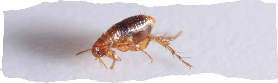 How to Use Diatomaceous Earth for Fleas