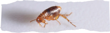 How to Use Diatomaceous Earth for Fleas