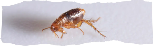 How to Use Diatomaceous Earth for Fleas