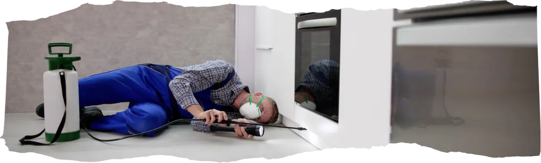 Professional vs Home Pest Control