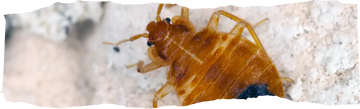 The Global Impact of Pests - Understanding the Bigger Picture