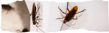 The Hidden Costs of Ignoring Pest Problems - featured image