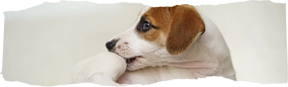 What Smells Do Fleas Hate - A Comprehensive Guide to Natural Flea Repellents