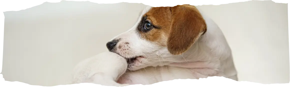 What Smells Do Fleas Hate - A Comprehensive Guide to Natural Flea Repellents