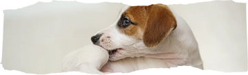 What Smells Do Fleas Hate - A Comprehensive Guide to Natural Flea Repellents