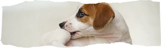 What Smells Do Fleas Hate - A Comprehensive Guide to Natural Flea Repellents