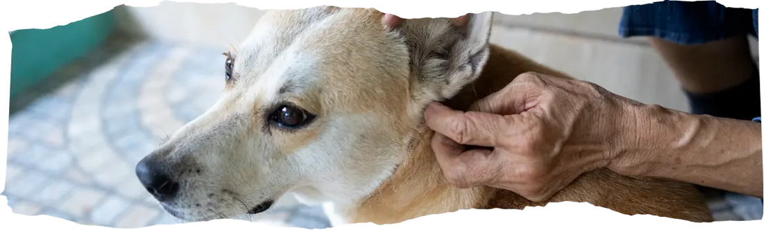 When Are Fleas Most Active - Ultimate Guide to Peak Flea Season