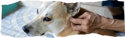 When Are Fleas Most Active - Ultimate Guide to Peak Flea Season