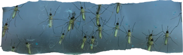 When Does Mosquito Season End?