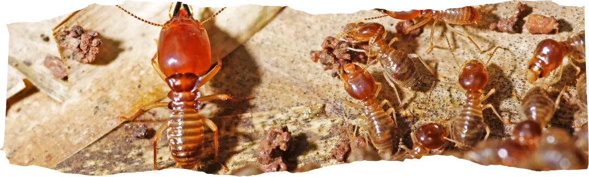Where Do Termites Live - A Guide to Their Habitats - featured image