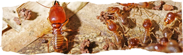 Where Do Termites Live - A Guide to Their Habitats - featured image