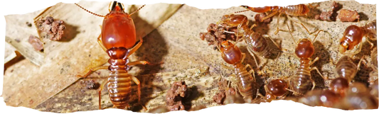 Where Do Termites Live - A Guide to Their Habitats - featured image