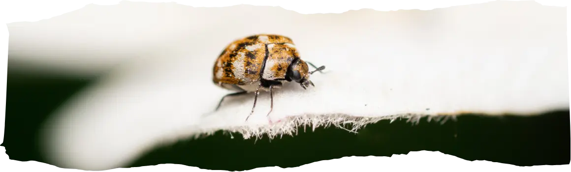 Why Are There Beetles in My House