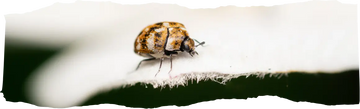 Why Are There Beetles in My House