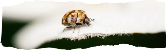 Why Are There Beetles in My House