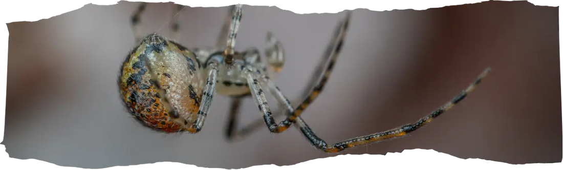 Why Are There So Many Spiders in My House - Causes & Tips