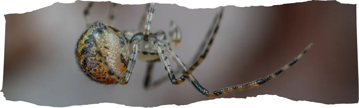 Why Are There So Many Spiders in My House - Causes & Tips