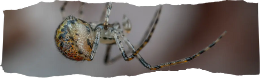 Why Are There So Many Spiders in My House - Causes & Tips