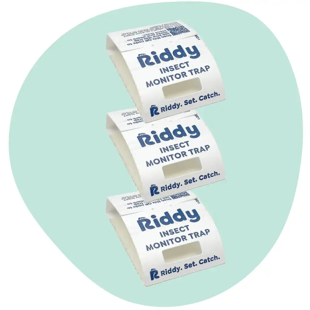 Riddy Insect Monitor Traps (1 sheet = 3 traps)